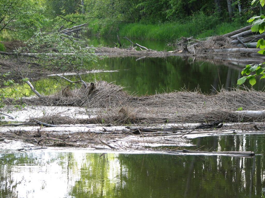 Lehrpfad im Wald Lemmjõe keelemets