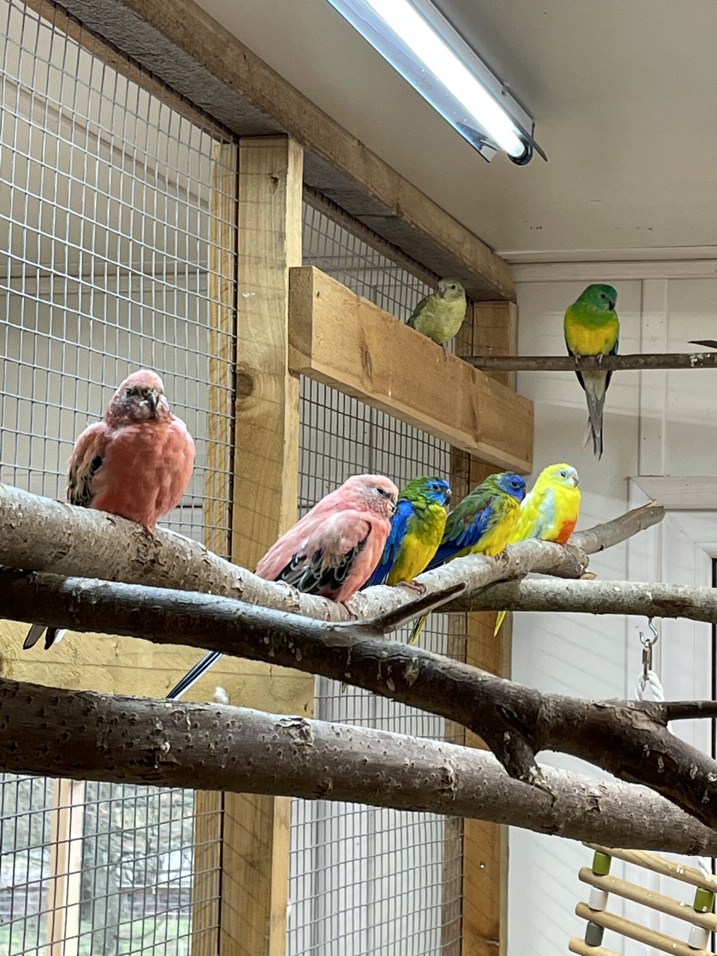 Saimniecības "Kaasiku" zoodārzs, Oranžvēdera papagaiļi