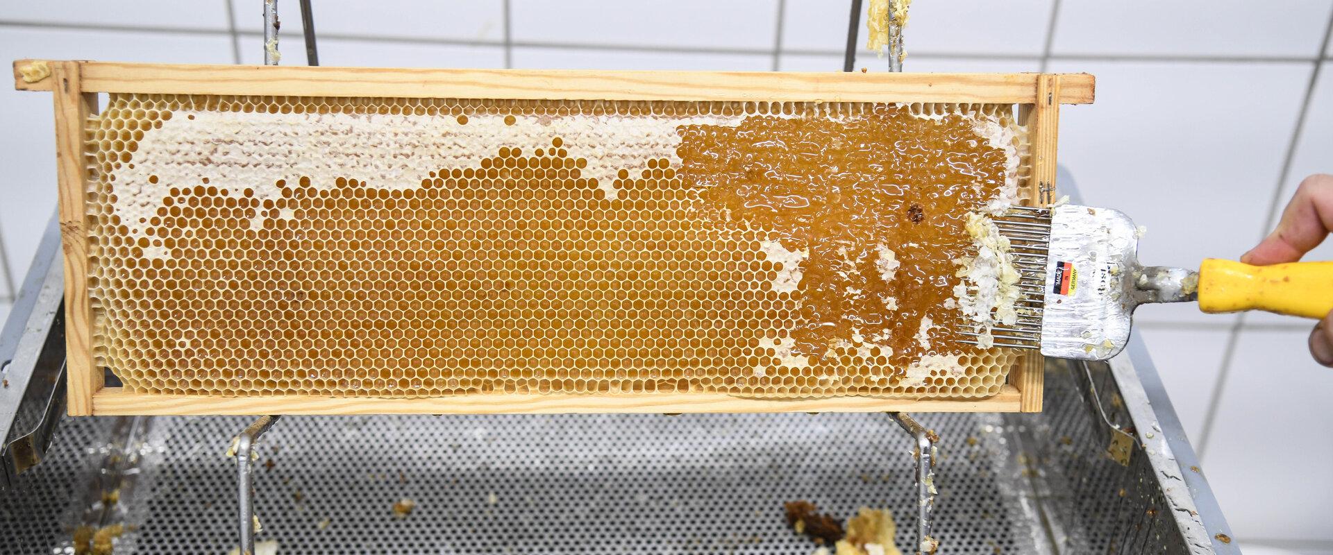 Freilegung von Waben Ein langsamer Moment bei Bienenstöcken