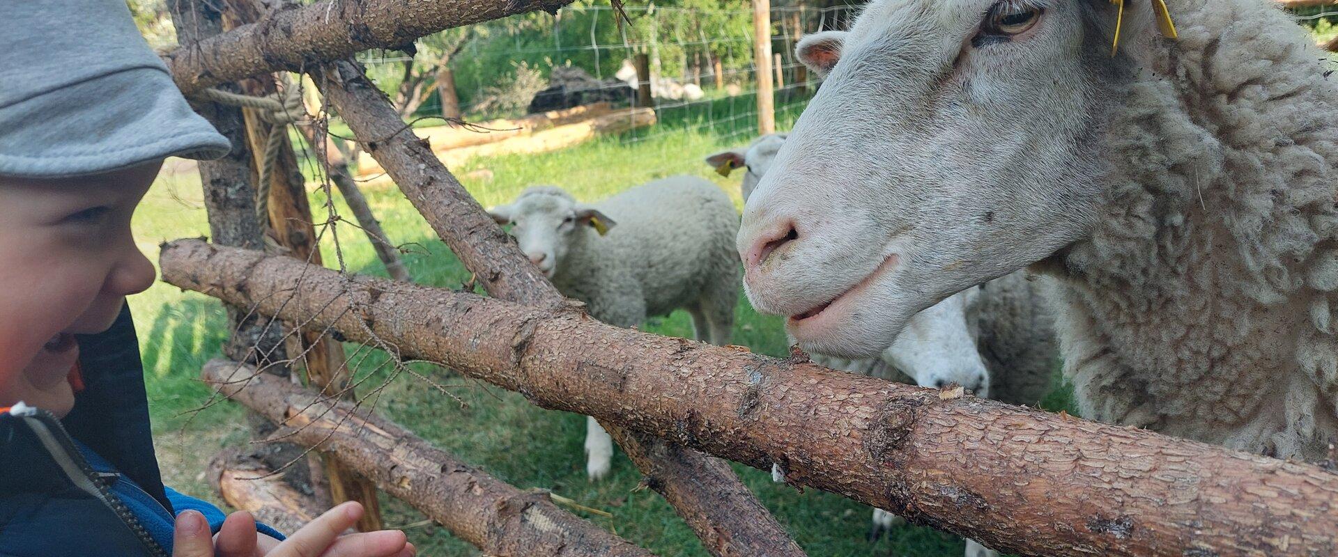 lambad Mihkli talumuuseumis Hiiumaal
