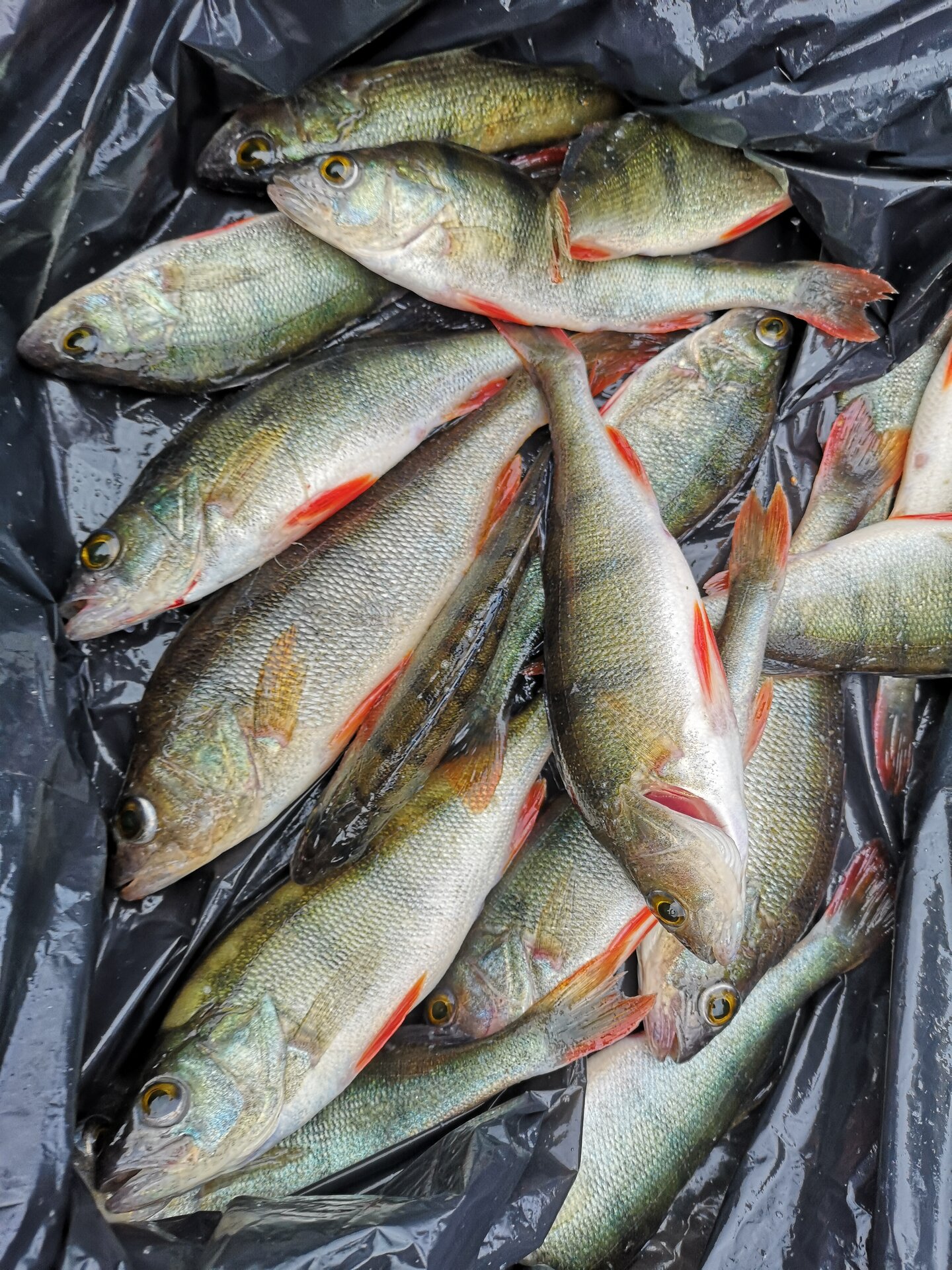 Fish cooking workshop on Lake Peipus