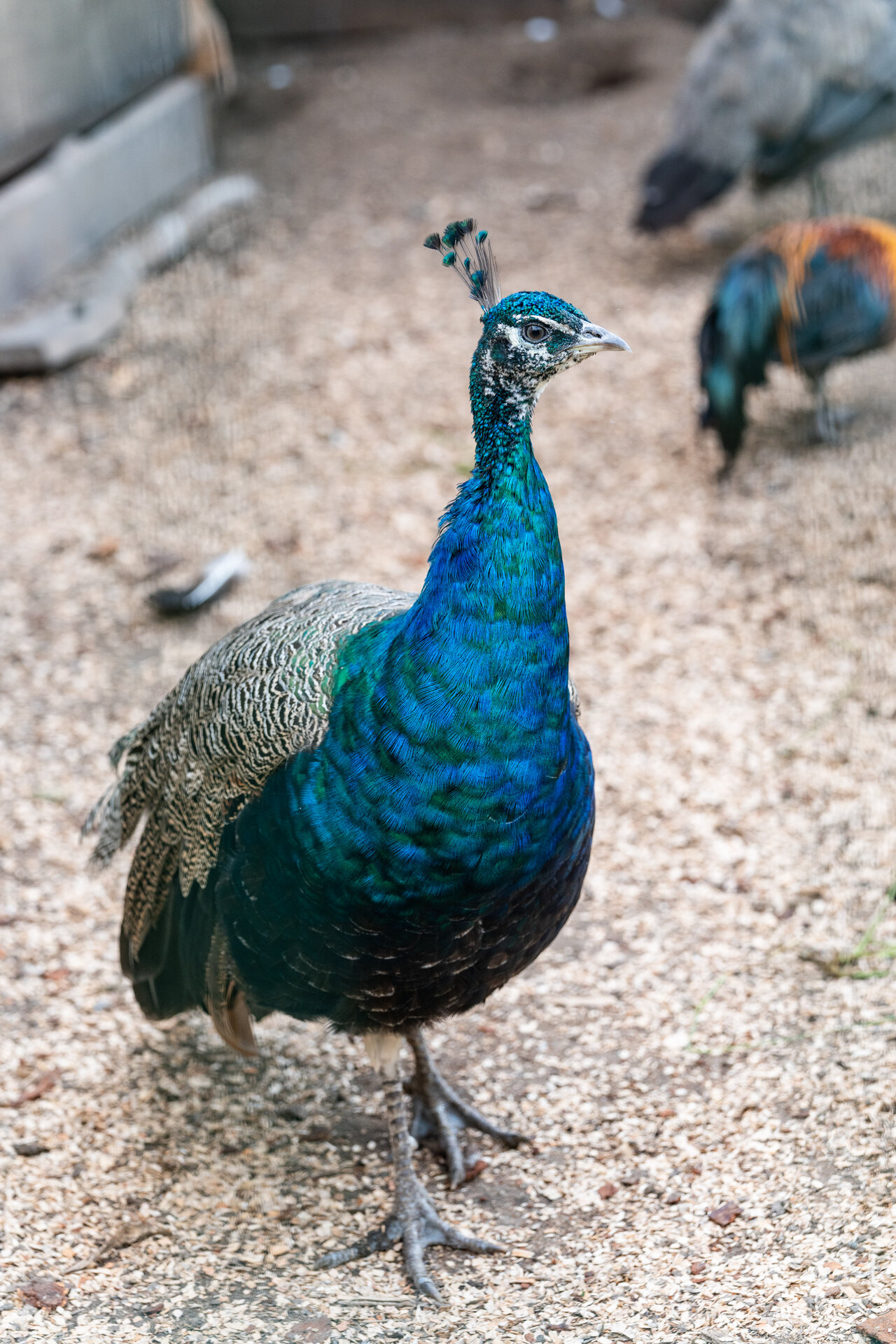 Nugise Hobby Farm's Animal Park