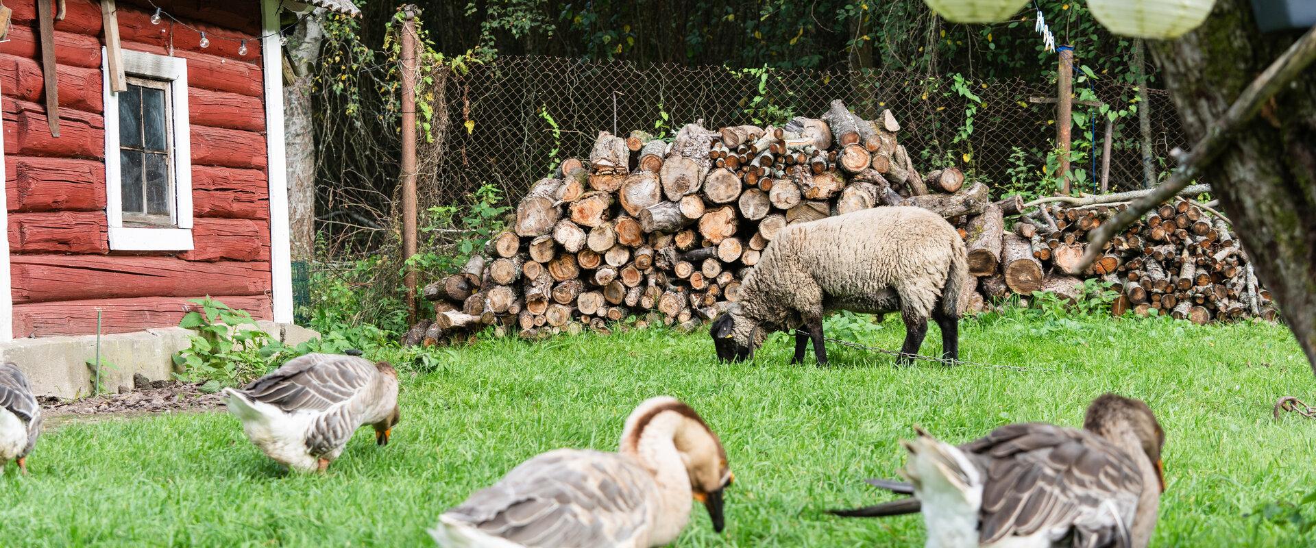 Nugise Hobby Farm's Animal Park