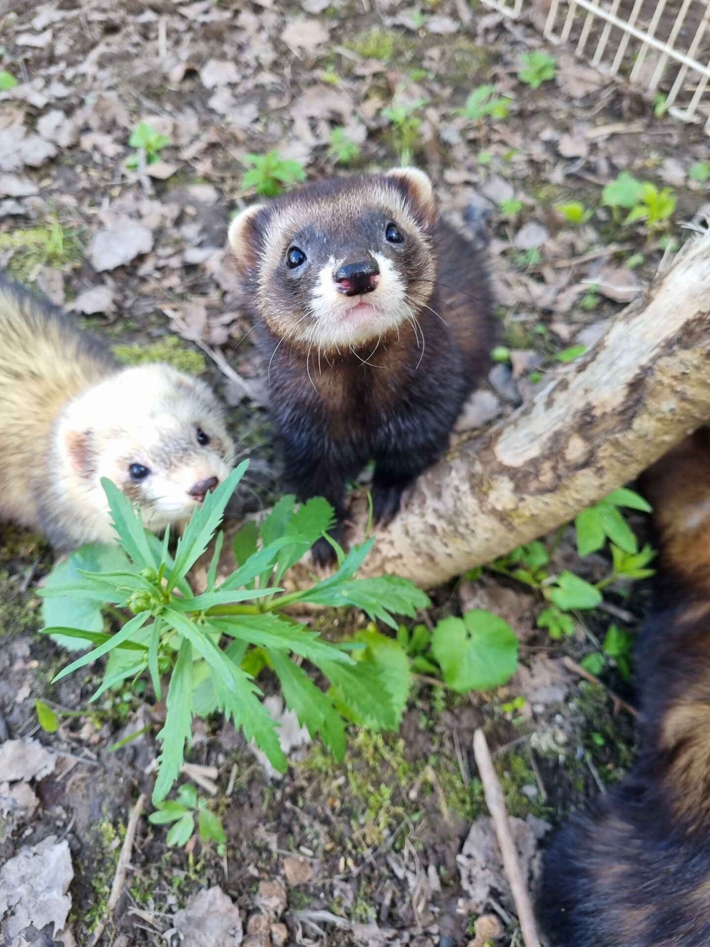 Nugise Hobby Farm's Animal Park