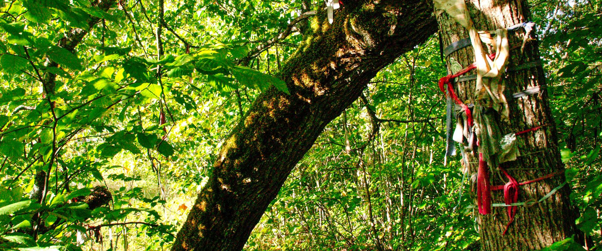 Ilumägi hill sacred lime tree