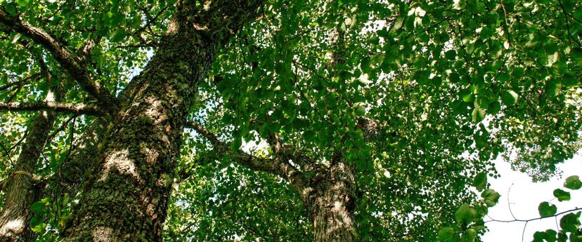 Ilumägi hill sacred lime tree