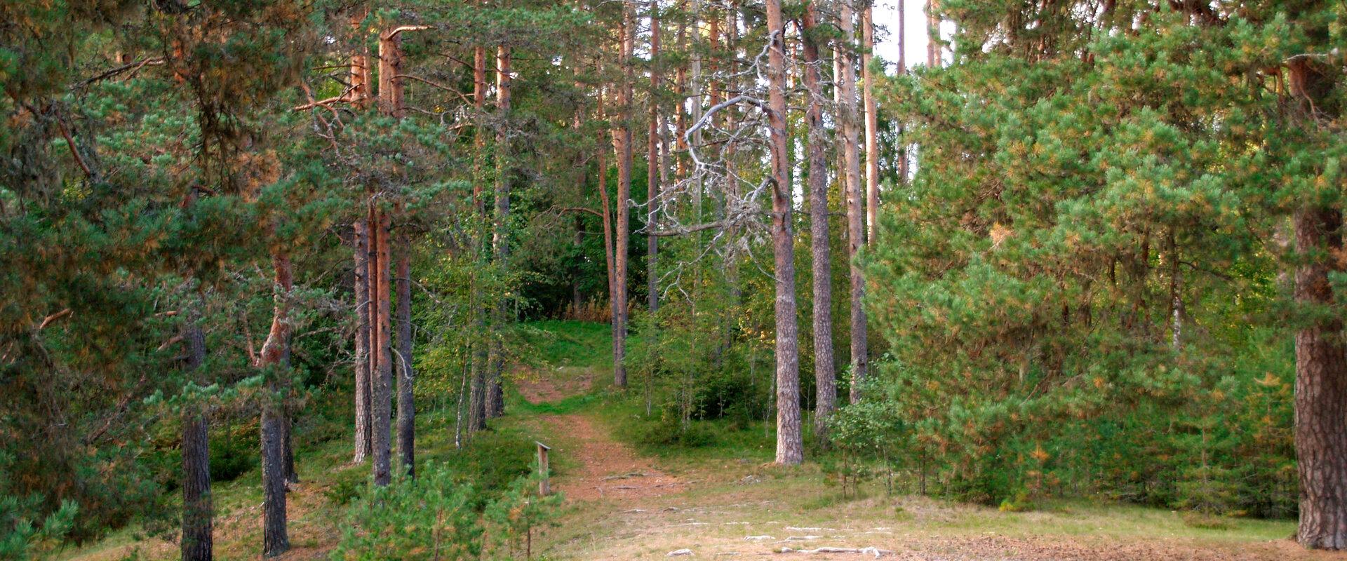 Der Naturlehrpfad von Viitna