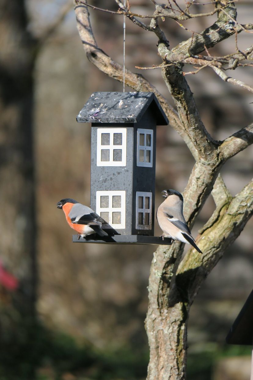 Linnulaulukoolitused, linnuretked ja loengud erinevatel linnuteemadel