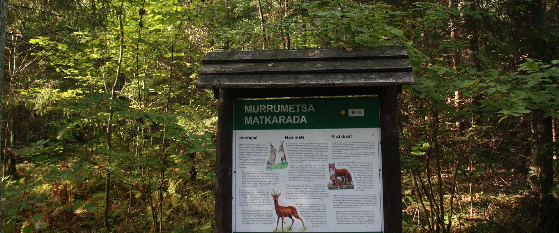 Murrumets Hiking Track starts from the Pühajärv Manor Park, runs through Murrumets Forest and back to the park. It takes about 1-1.5 hours to pass the