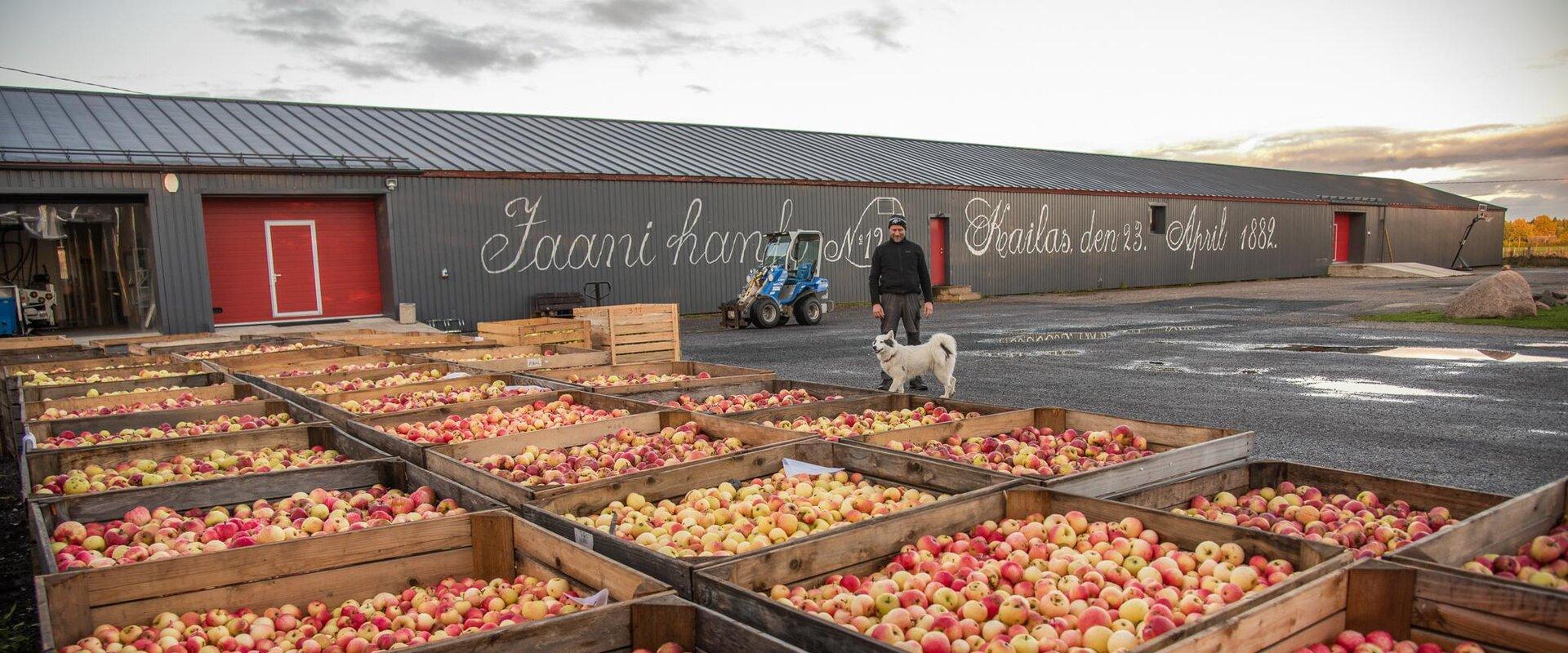 Jaanihanson siideripanimossa valmistetaan siideriä aidoista virolaisista omenista. Mehu puristetaan paikan päällä loppusyksyllä, juuri valmistuneista 
