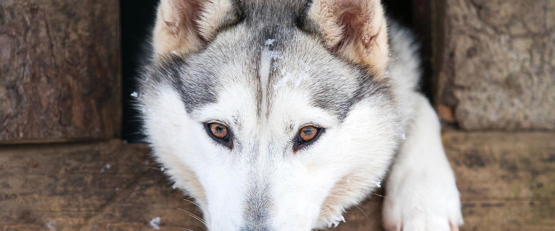 Huskypargi kelgukoerte jõulumaa perepäev 9. ja 16.detsembril