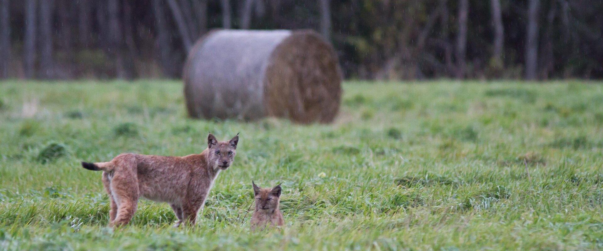 Eurasian Lynx