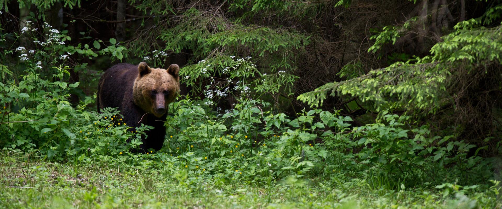 Large carnivore tour in Estonia