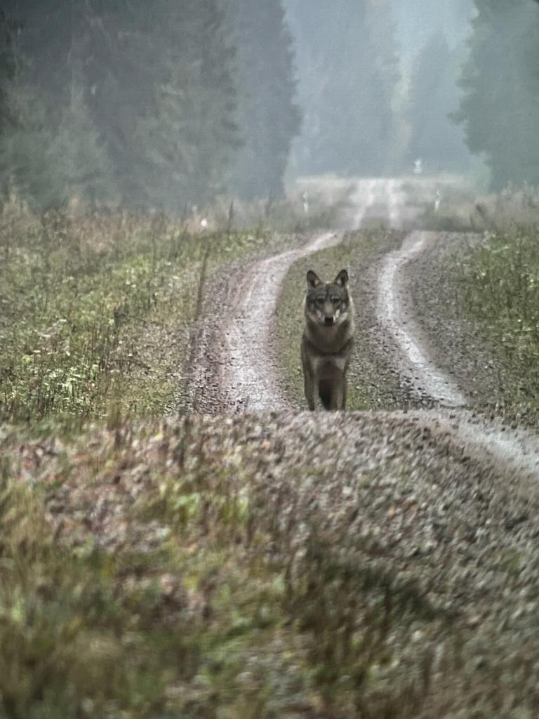 Grey Wolf in Lahemaa National Park