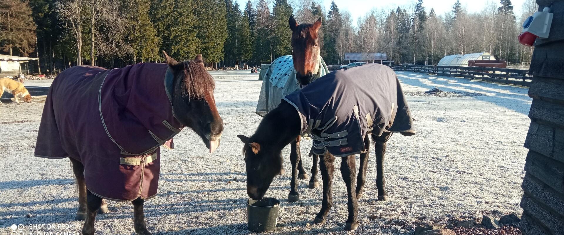 Seppami Talu koduloomade park