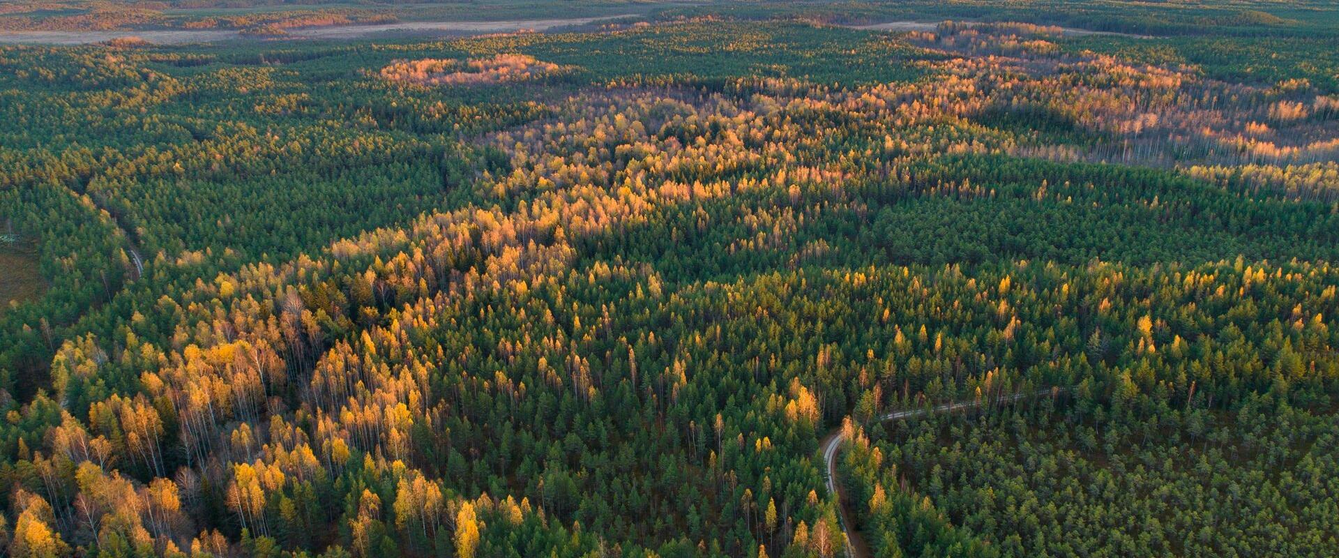 Alutaguse Matkaklubi räätsamatk Agusalu soostikus koos retkejuhiga