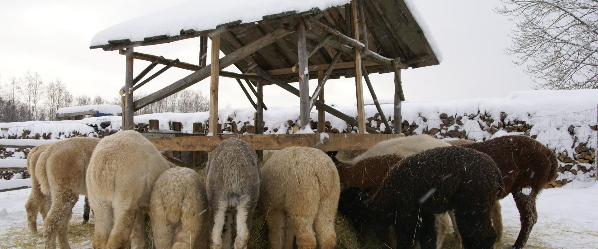Alpakakasvatustalu Wile Alpaca Farm