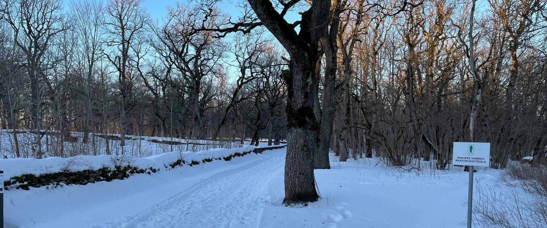 The 3 km long Rakvere oak grove hiking trail, outside of the city centre, is a showcase for oak trees which are between 150 and 220 years old. Along t