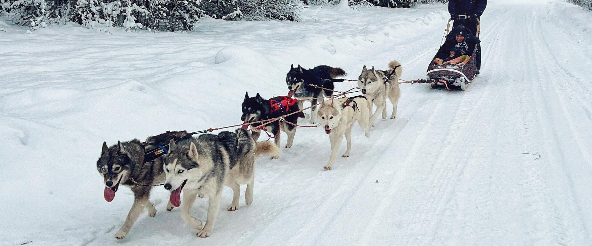 Kelgukoertega sõitma / Husky Harmony Tour