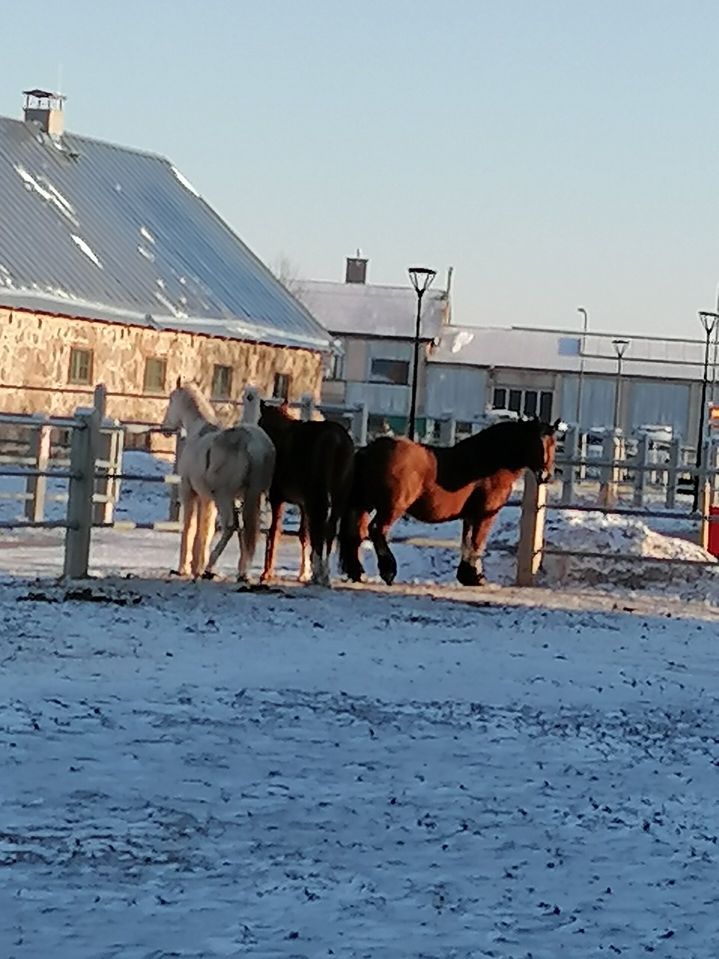 Guided tour of the Tori Horse Breeding Farm and Museum