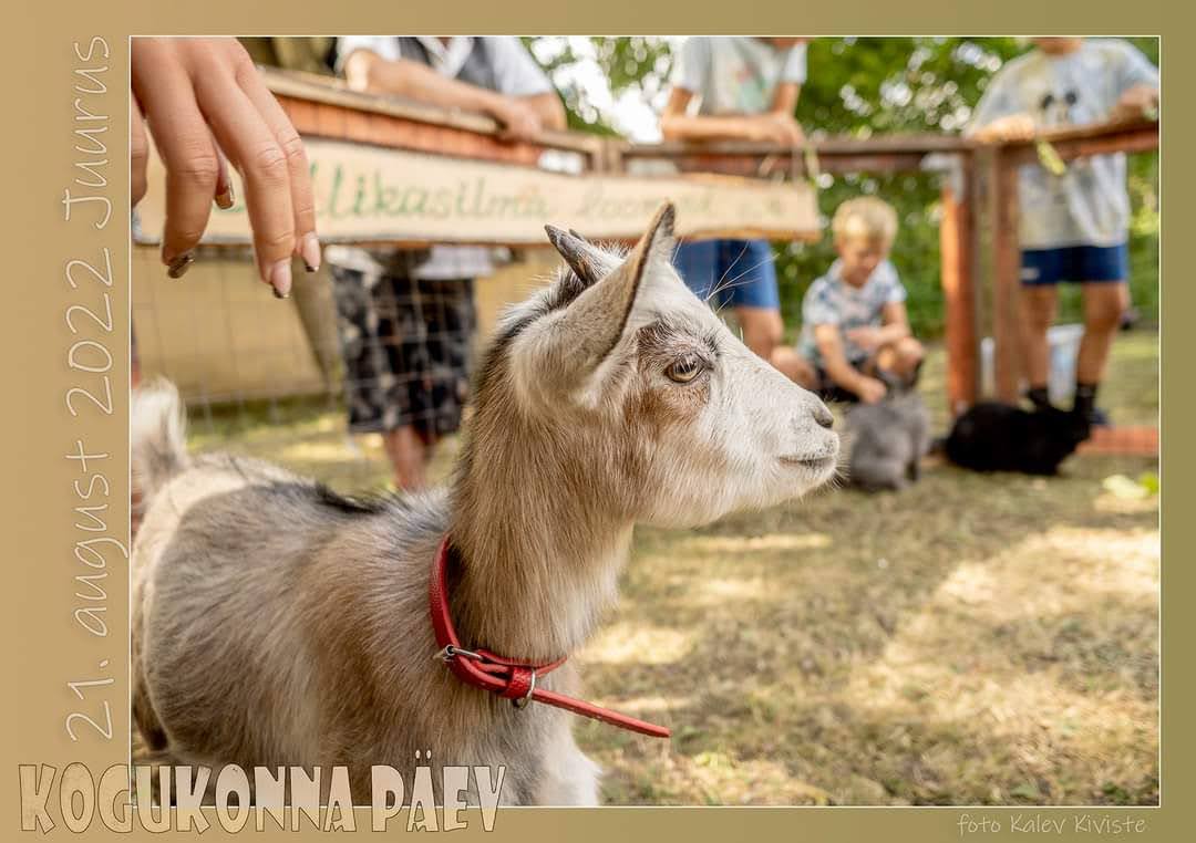 Allikasilma elamustalu - Juuru kogukonna päeval