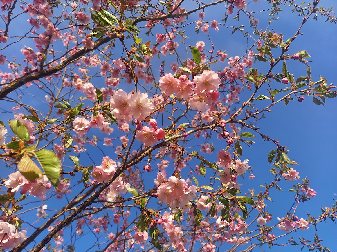 kirsiallee Türi kevadpealinn