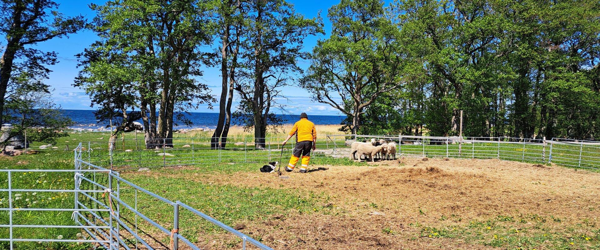 Giidiga tuur Tammistu lammaste ja lambakoerte farmis