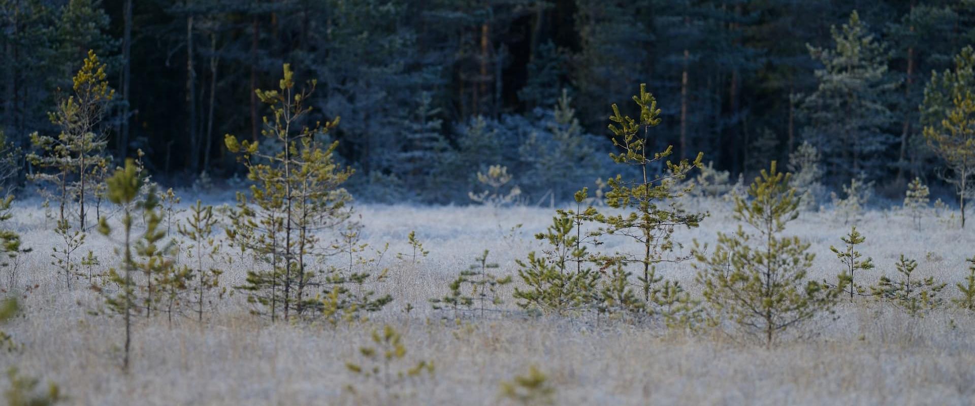 Jalgsimatk Sangaste rukkikrahvi radadel ja jälgedes