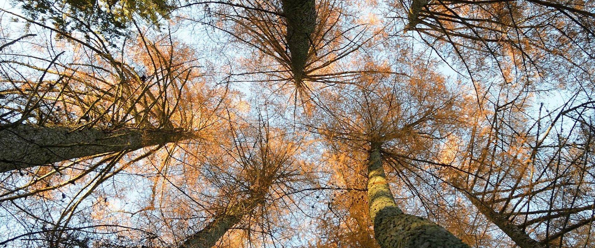 Jalgsimatk Sangaste rukkikrahvi radadel ja jälgedes