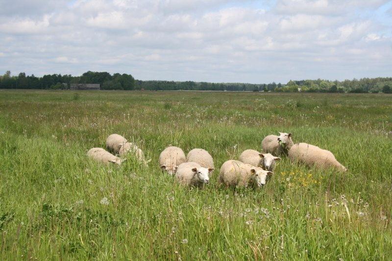 Põnka Holiday Farm