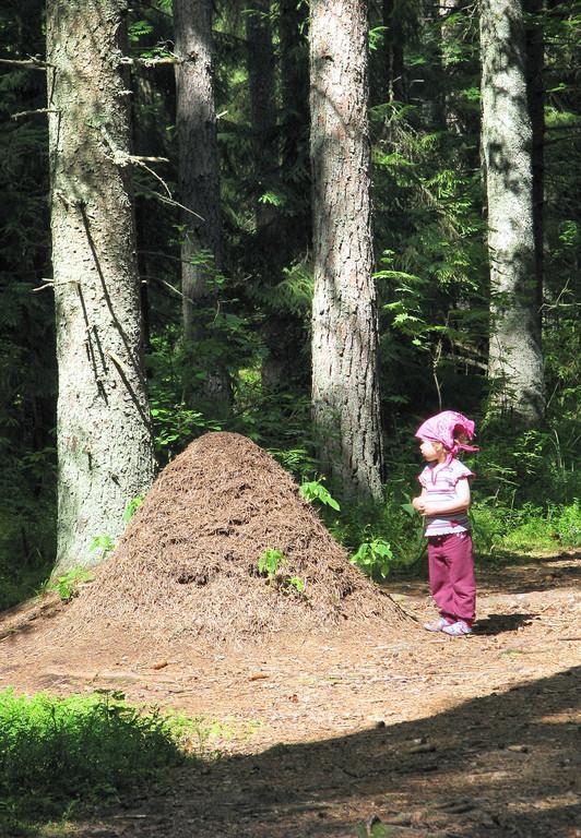 Wood Ants' Trail of Kiidjärve
