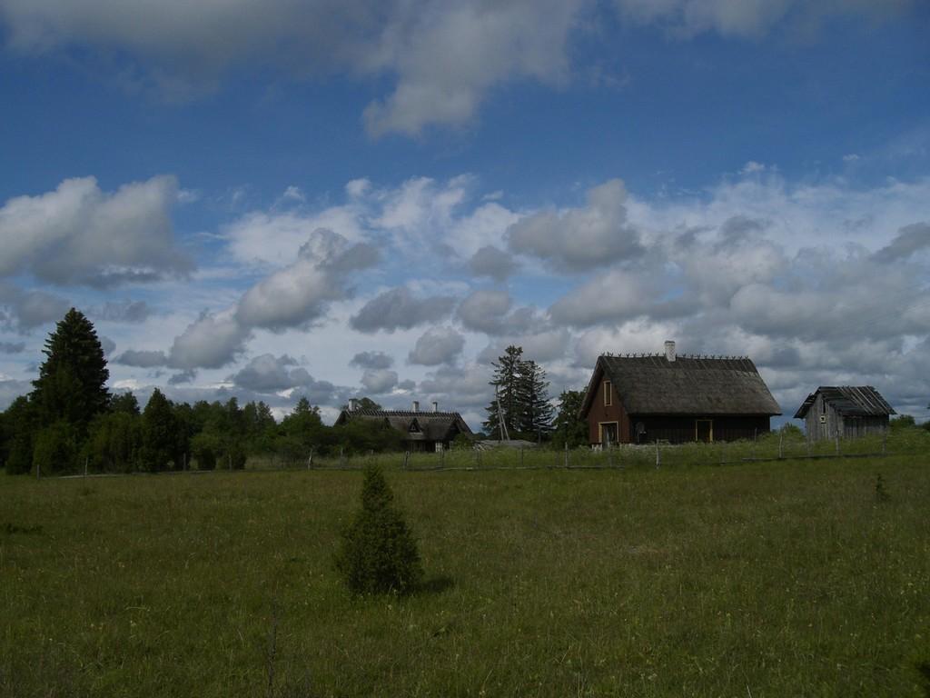 Bauernhof Rukkilille (Kornblume)