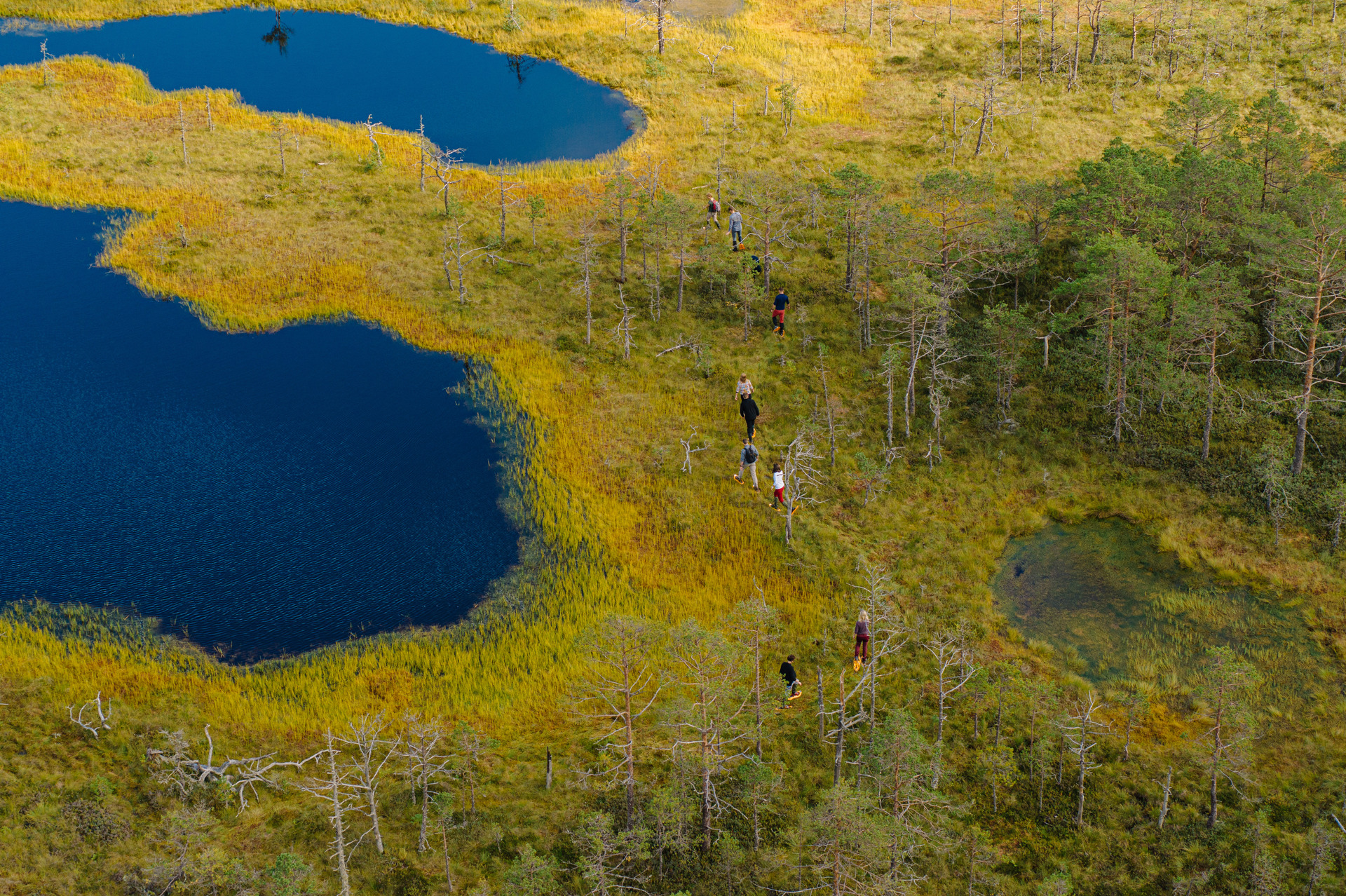 Viru Bog, one of the most accessible bogs in Estonia, passes through the forest and bog landscapes characteristic of Lahemaa National Park. The trail 