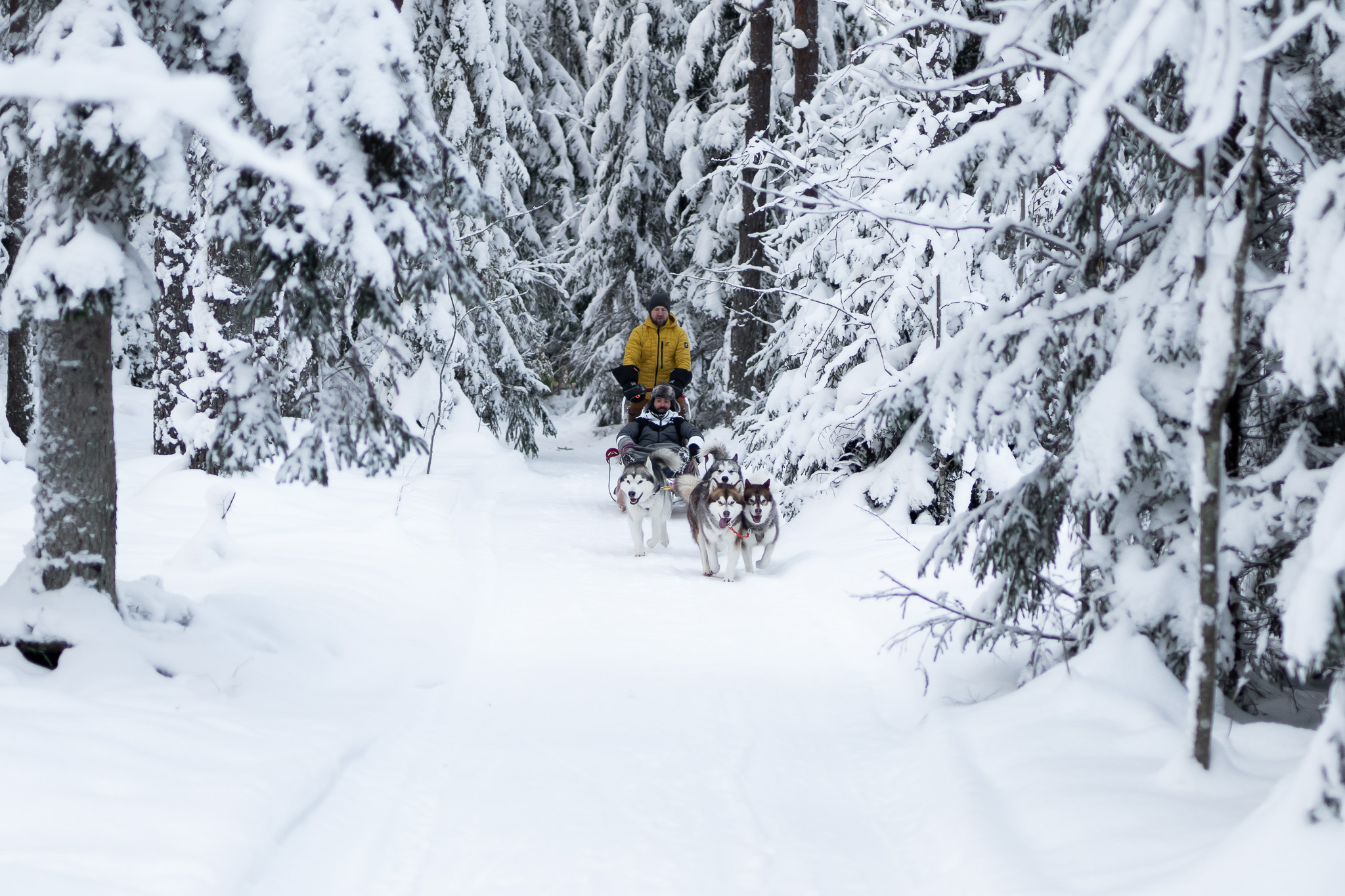 Sled dog ride