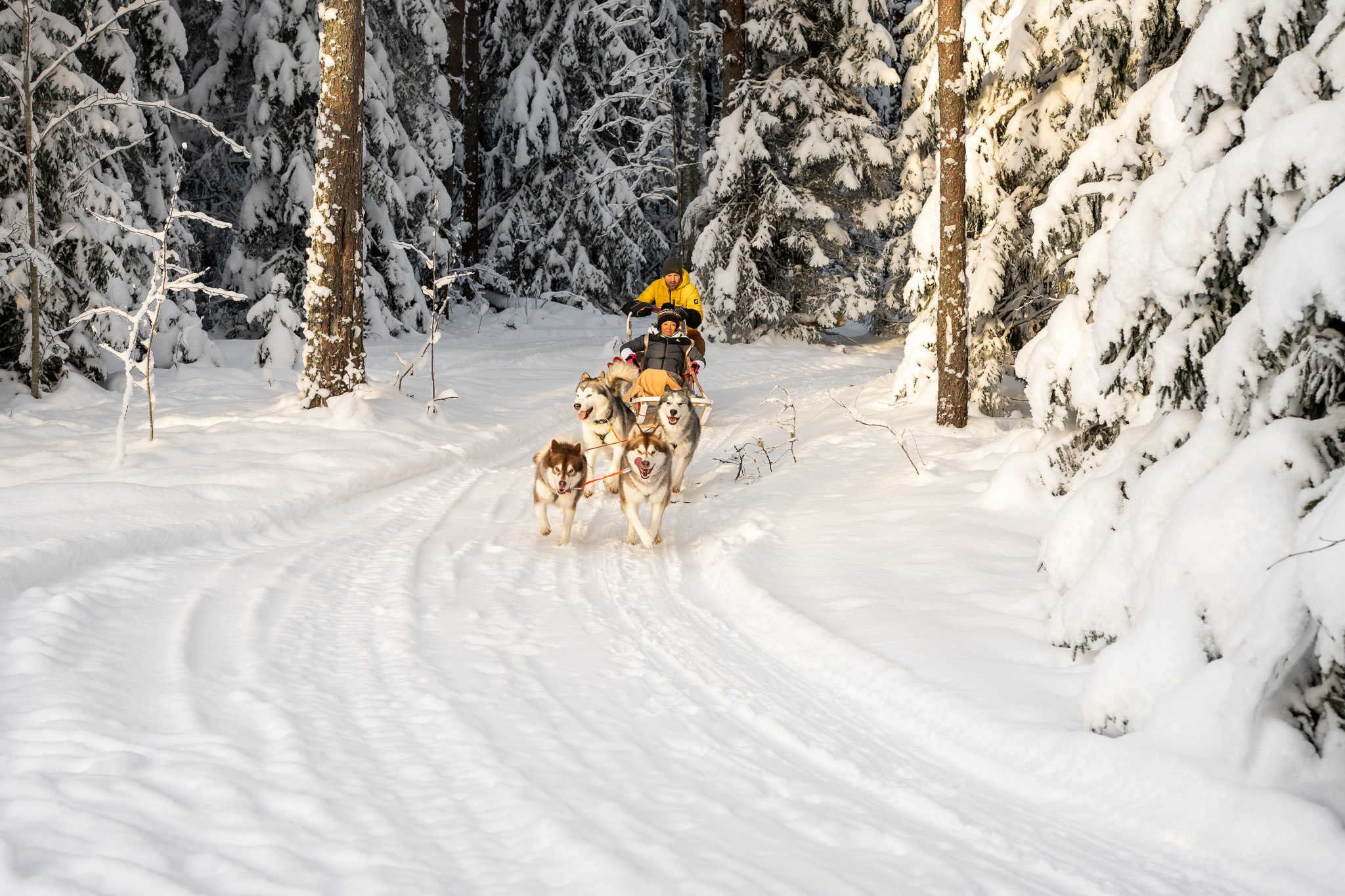 Sled dog ride