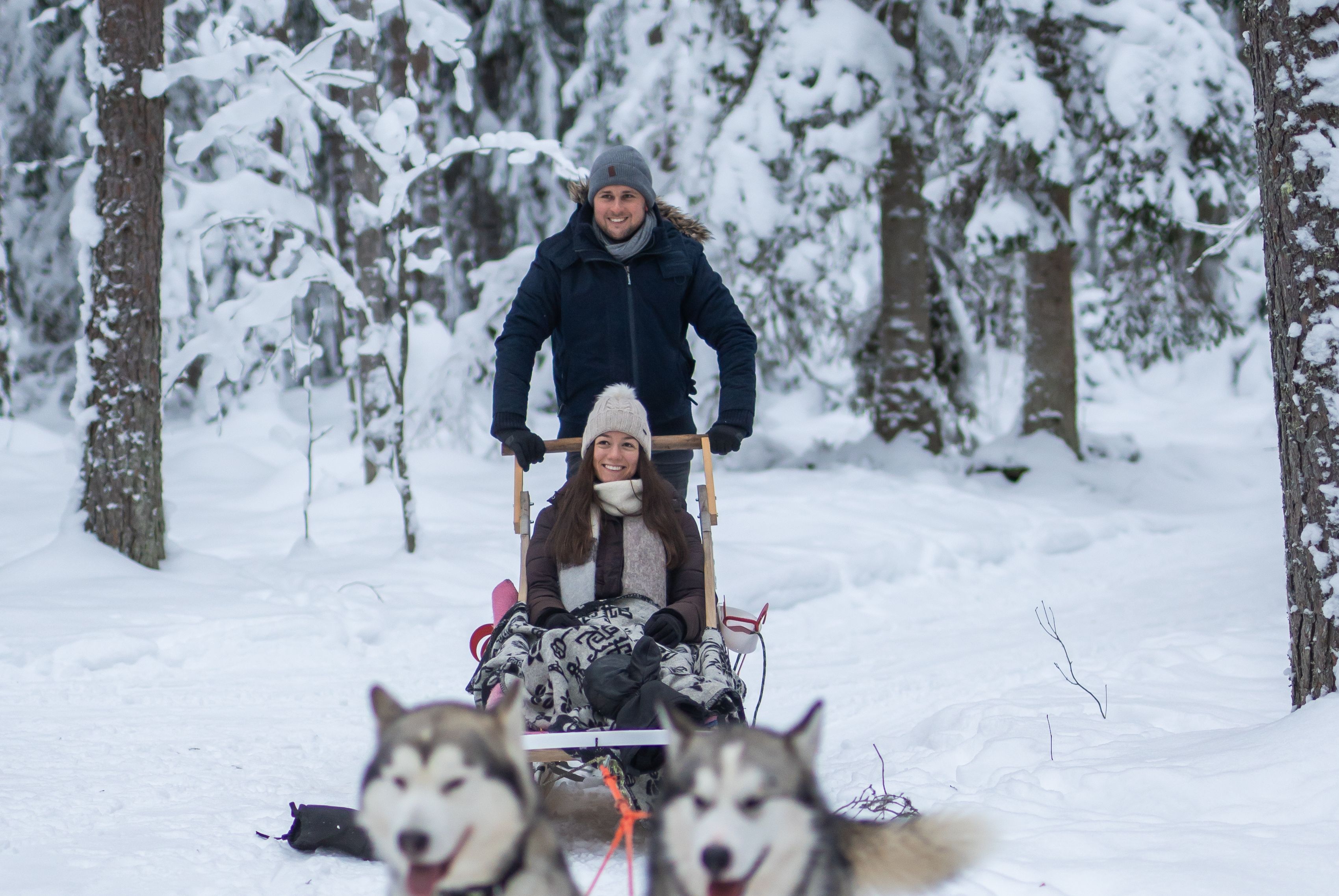 Small Lapland dog sled has 6 dogs in front