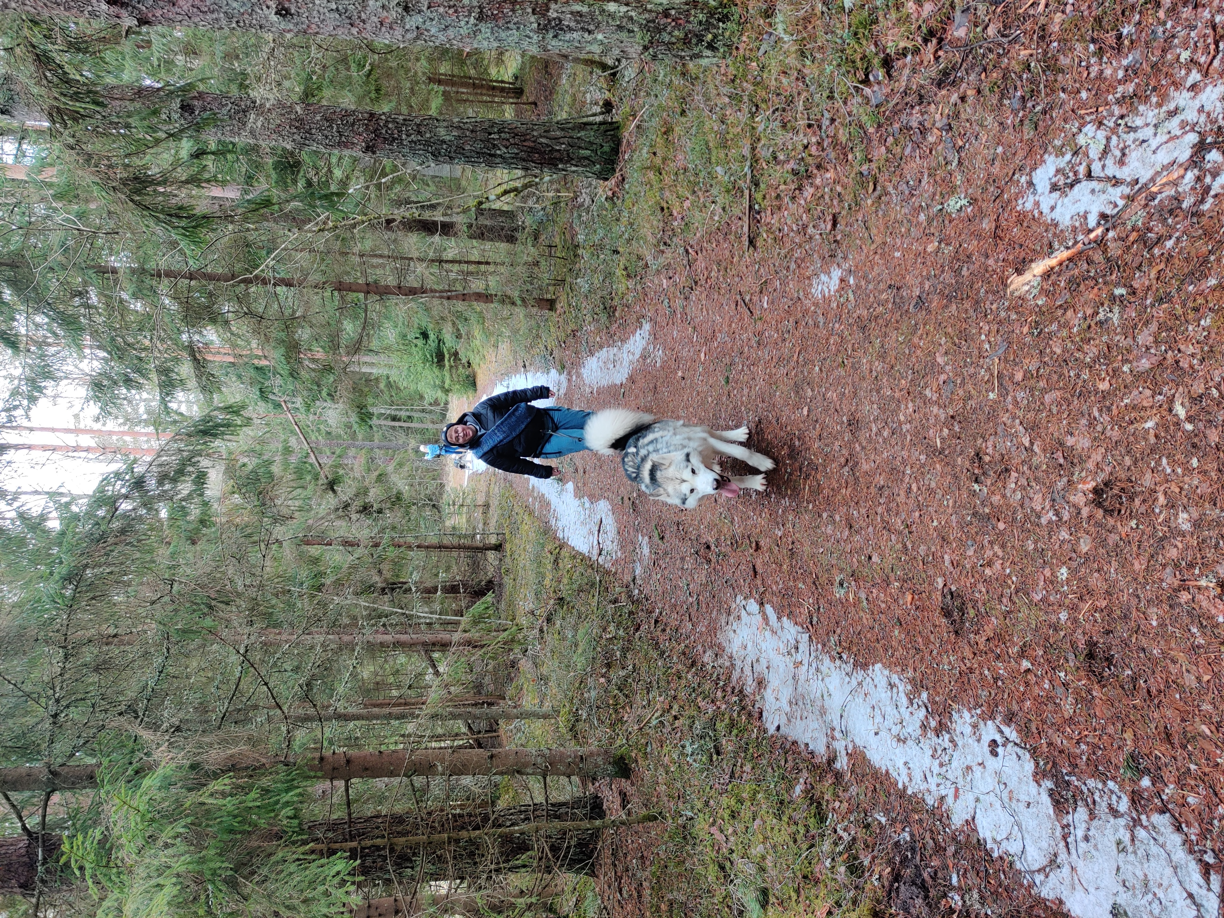 Sleddog Hike Small Lapland Korvemaa