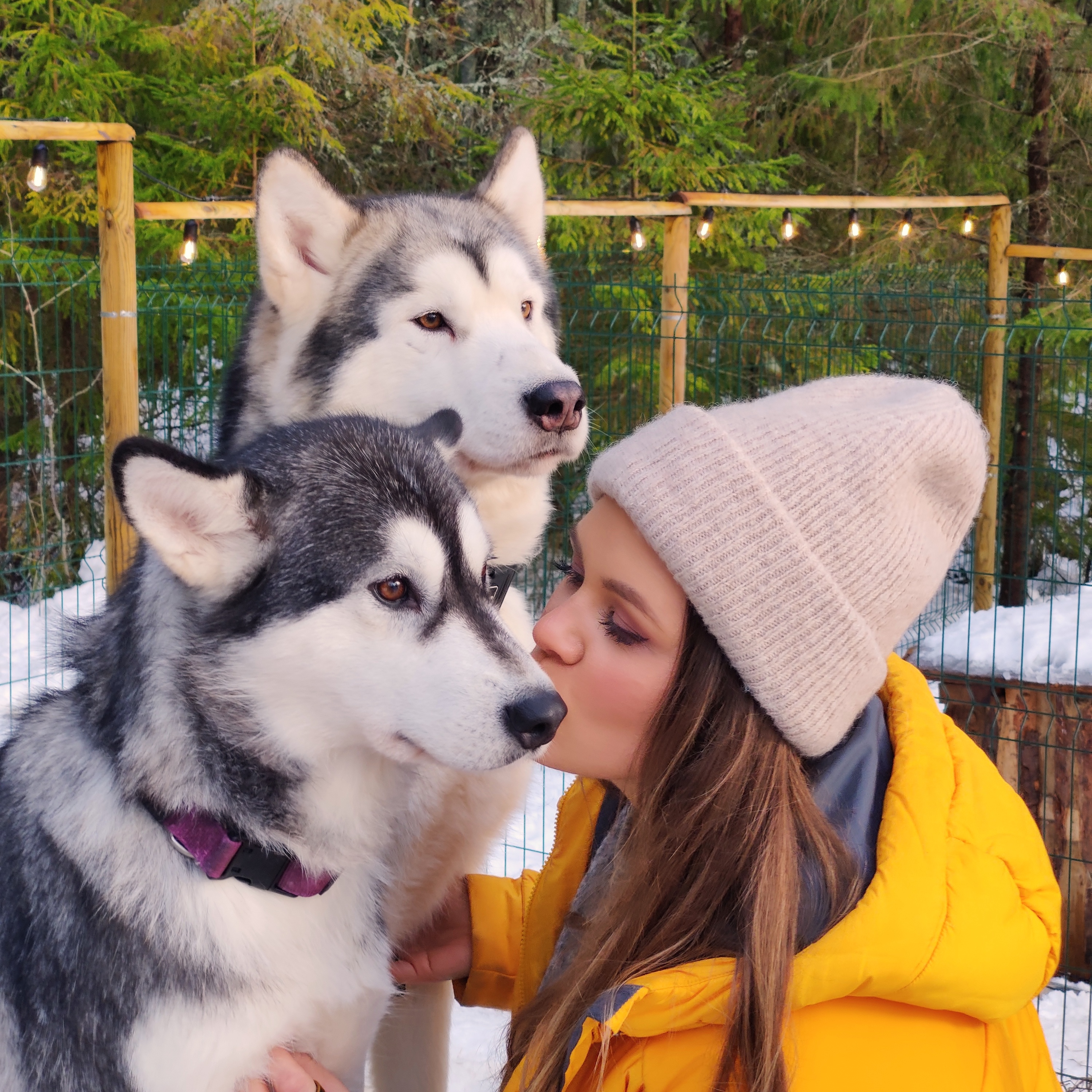 Sleddog Kisses Small Lapland Korvemaa Uuejärve