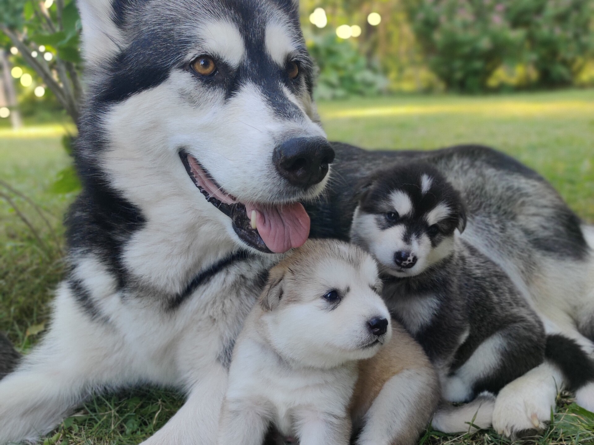 Small Lapland Selddogs Puppies