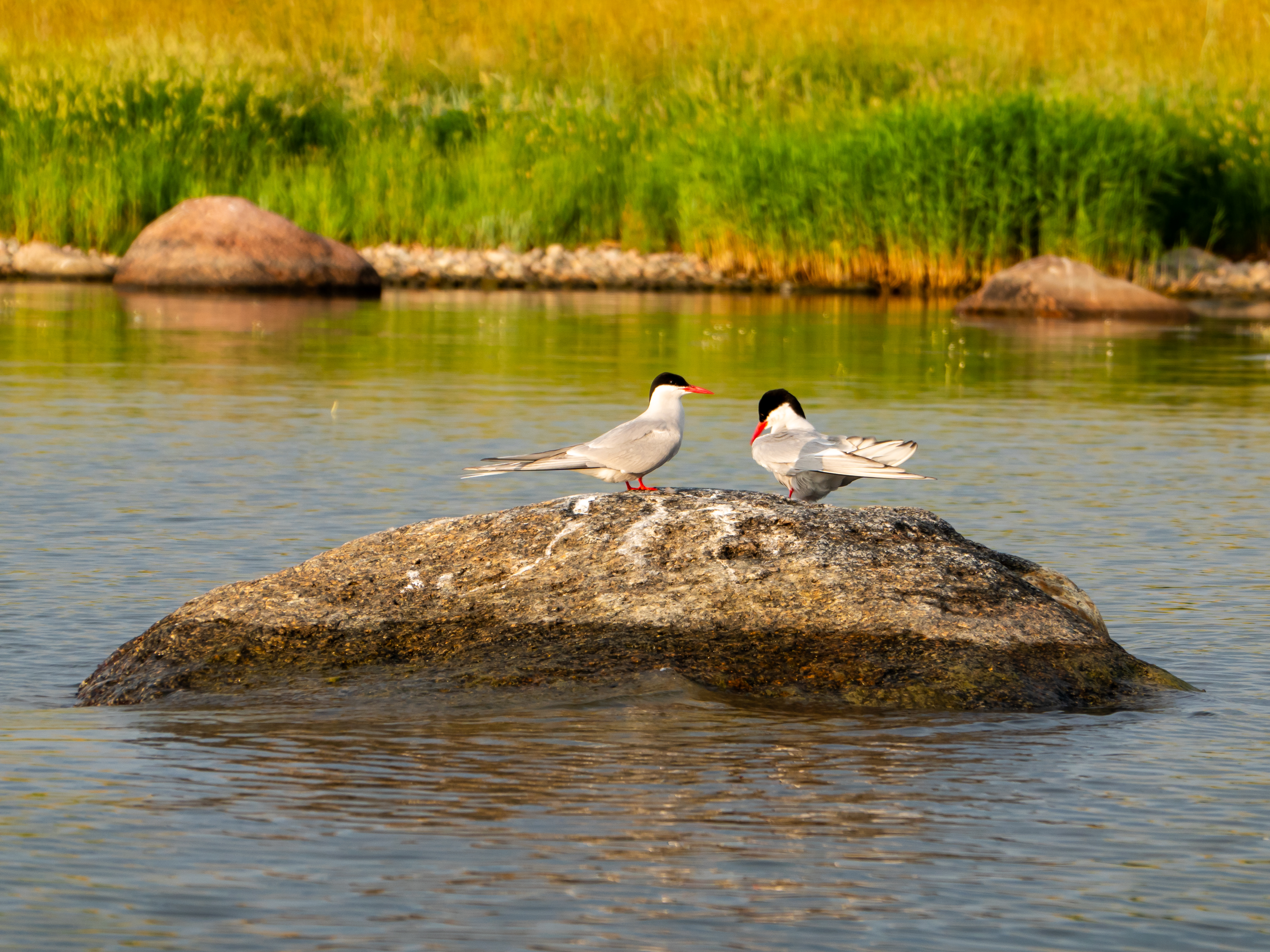 Indietours Aegna Kayak Tour Bird watching