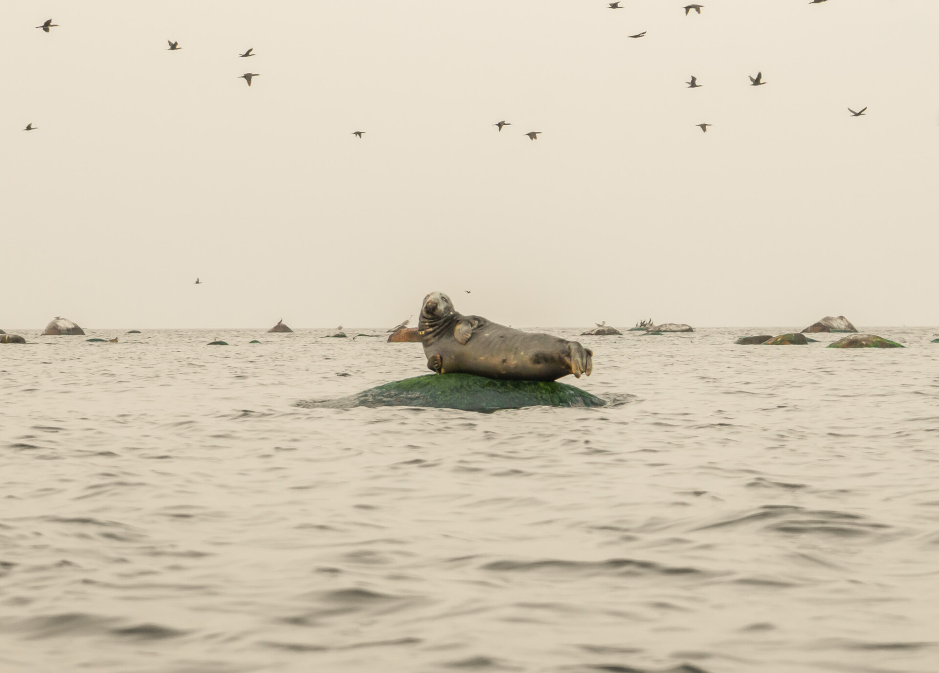 Indietours Aegna Kayak Tour seal ja Bird watching