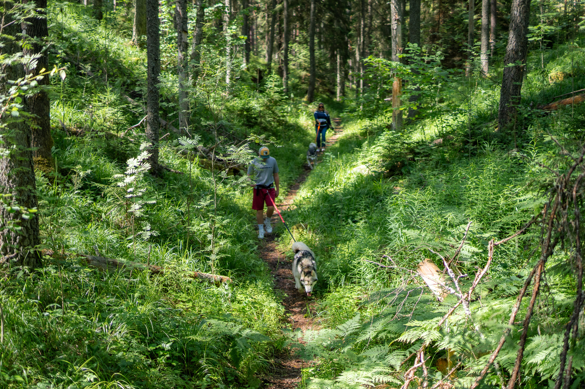 Small Lapland Estonia Sled Dog Hike