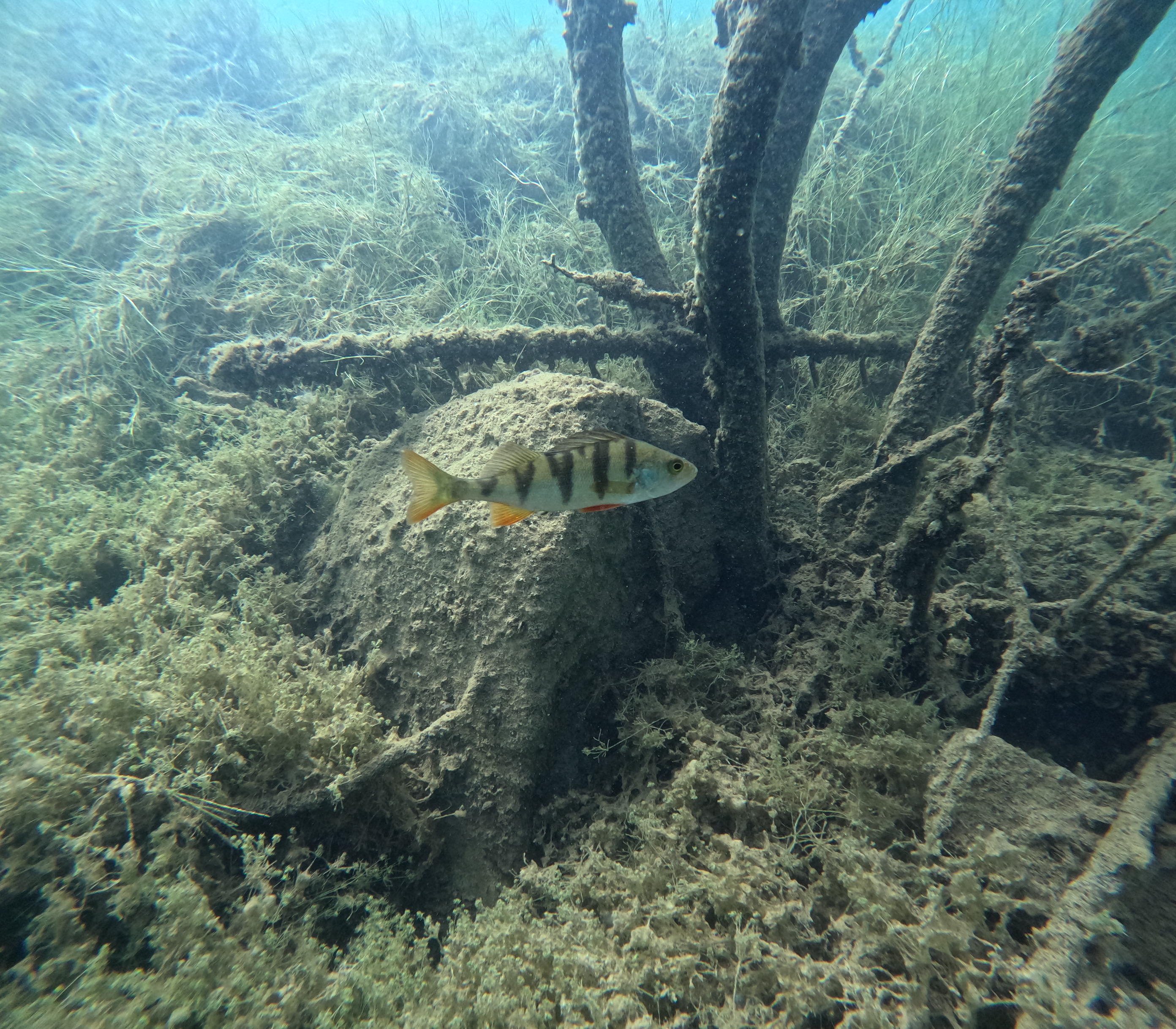 Diving into an underwater prison in Rummu Quarry