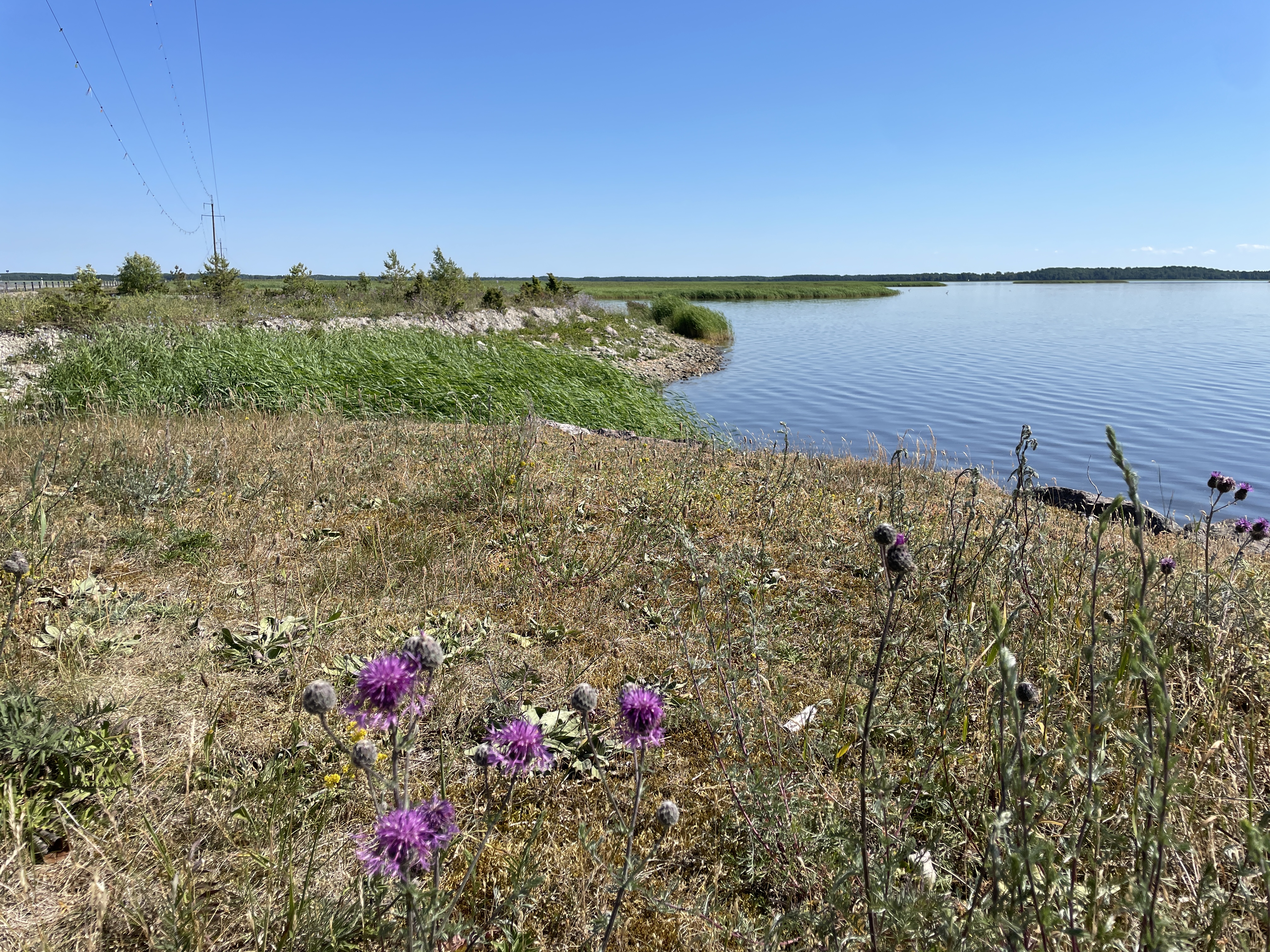 Väikese väina tamm