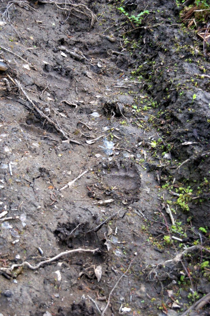 Ulukitarkuse matk metsa koos loodusgiidiga