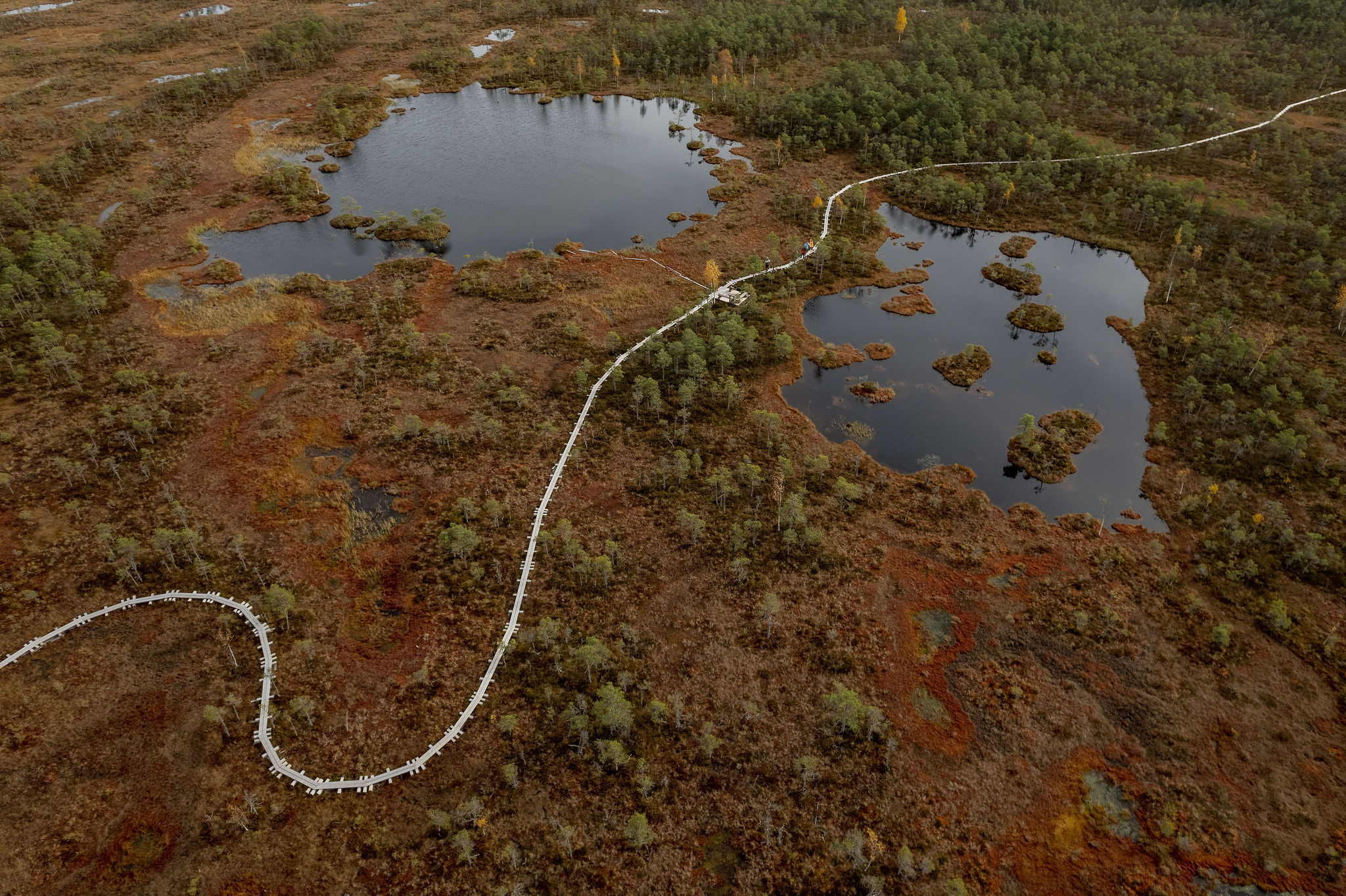 Syksyinen Selisoon suon luontopolku Alutagusella