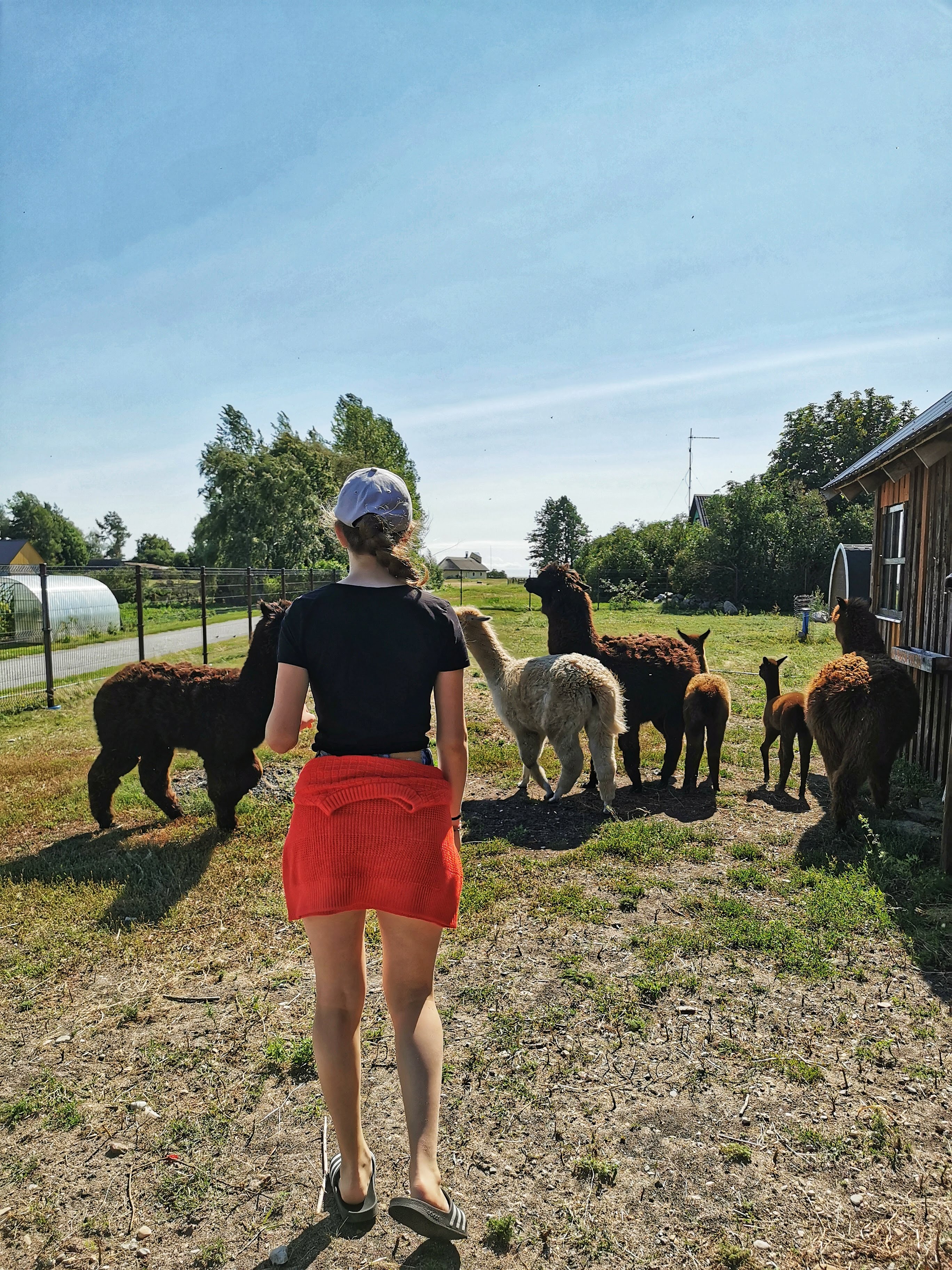 Local animals of Manija Island - alpacas