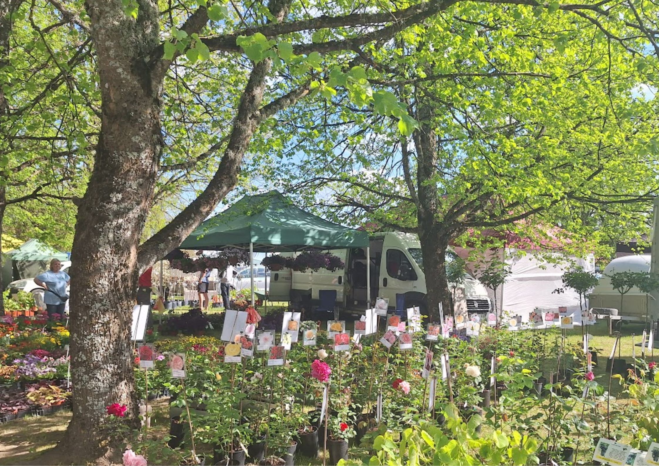 As it has for decades, the start of the peak season of spring gardening in Estonia is marked by the Türi Flower Fair, held on the fields on Kalevi Str