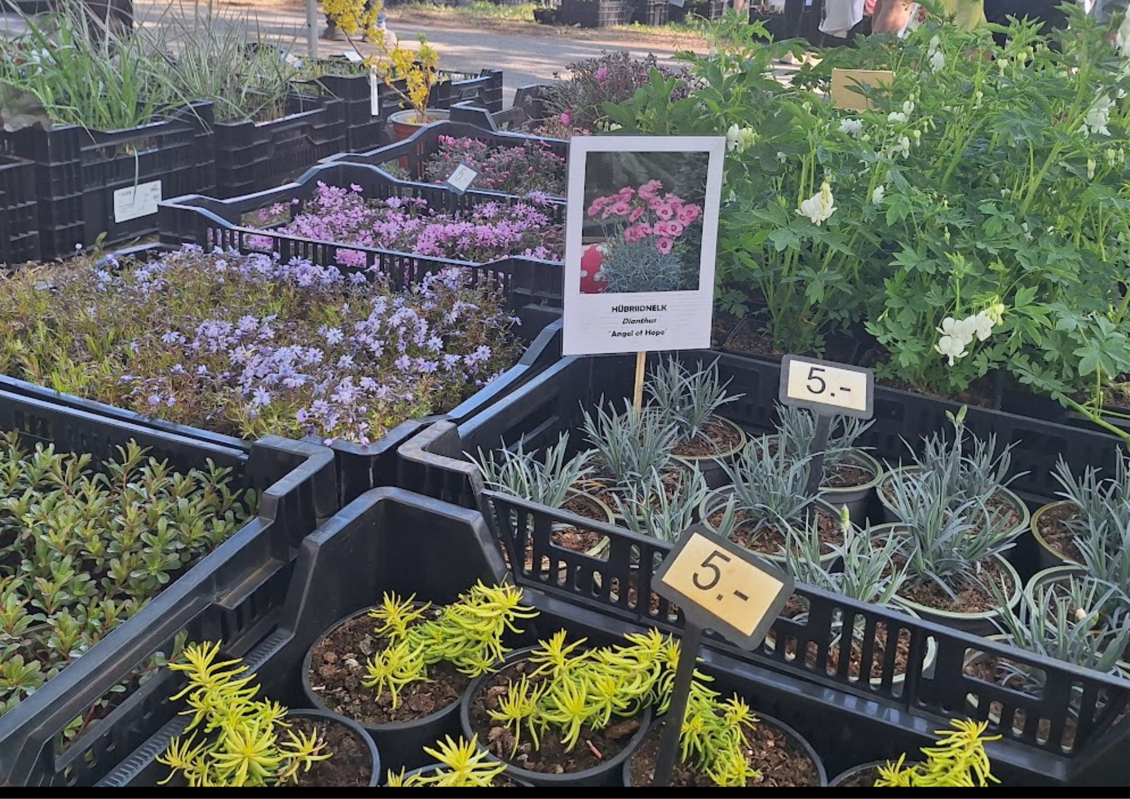 Türi Flower Fair, spring capital