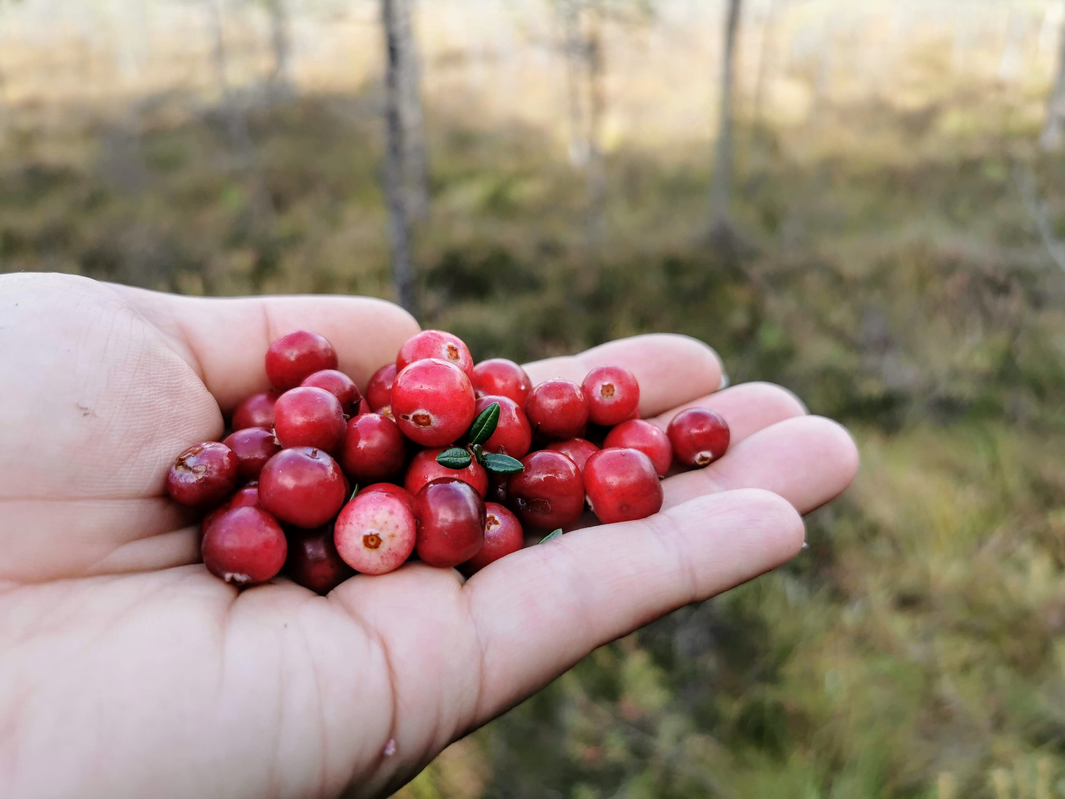 Seikle Vabaks cranberry hike to Lindi Bog